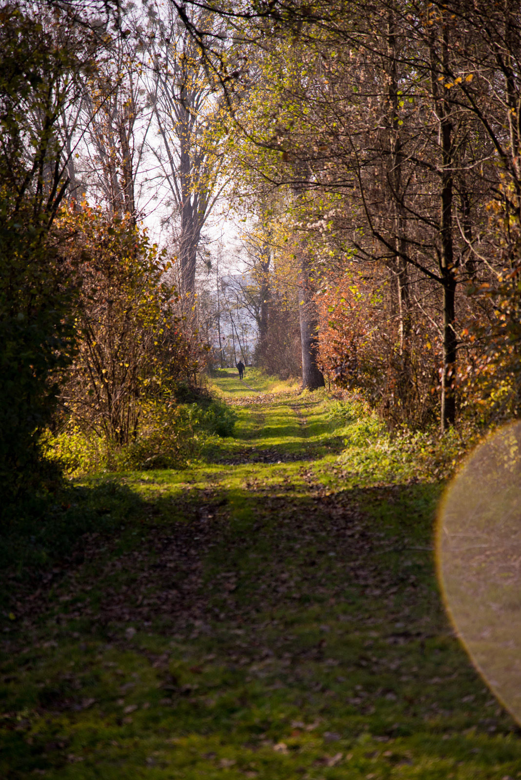 Waldweg