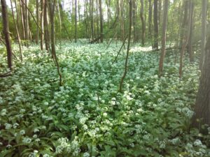 Boden voller Bärlauch