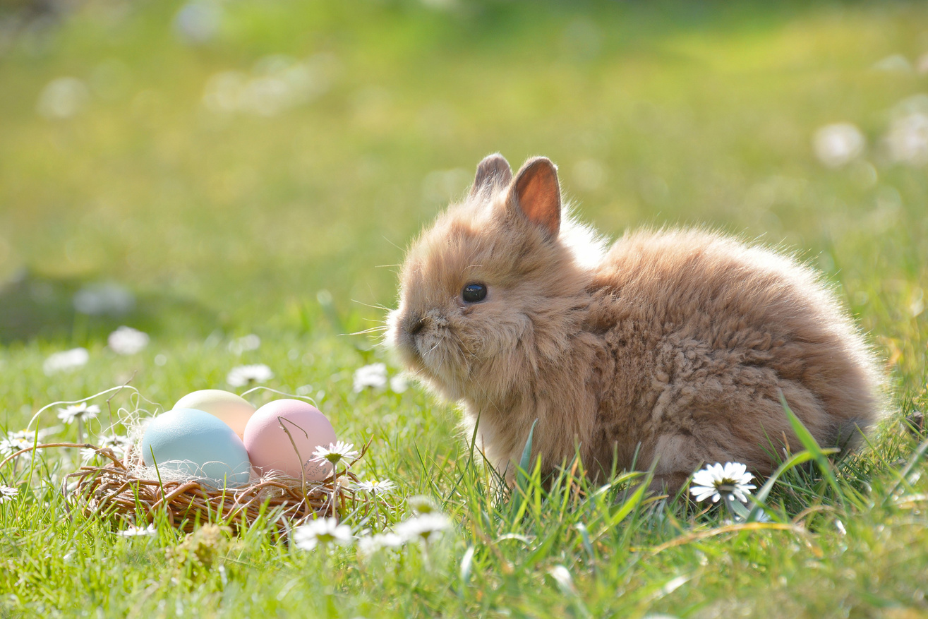 Osterhase mit Osternest