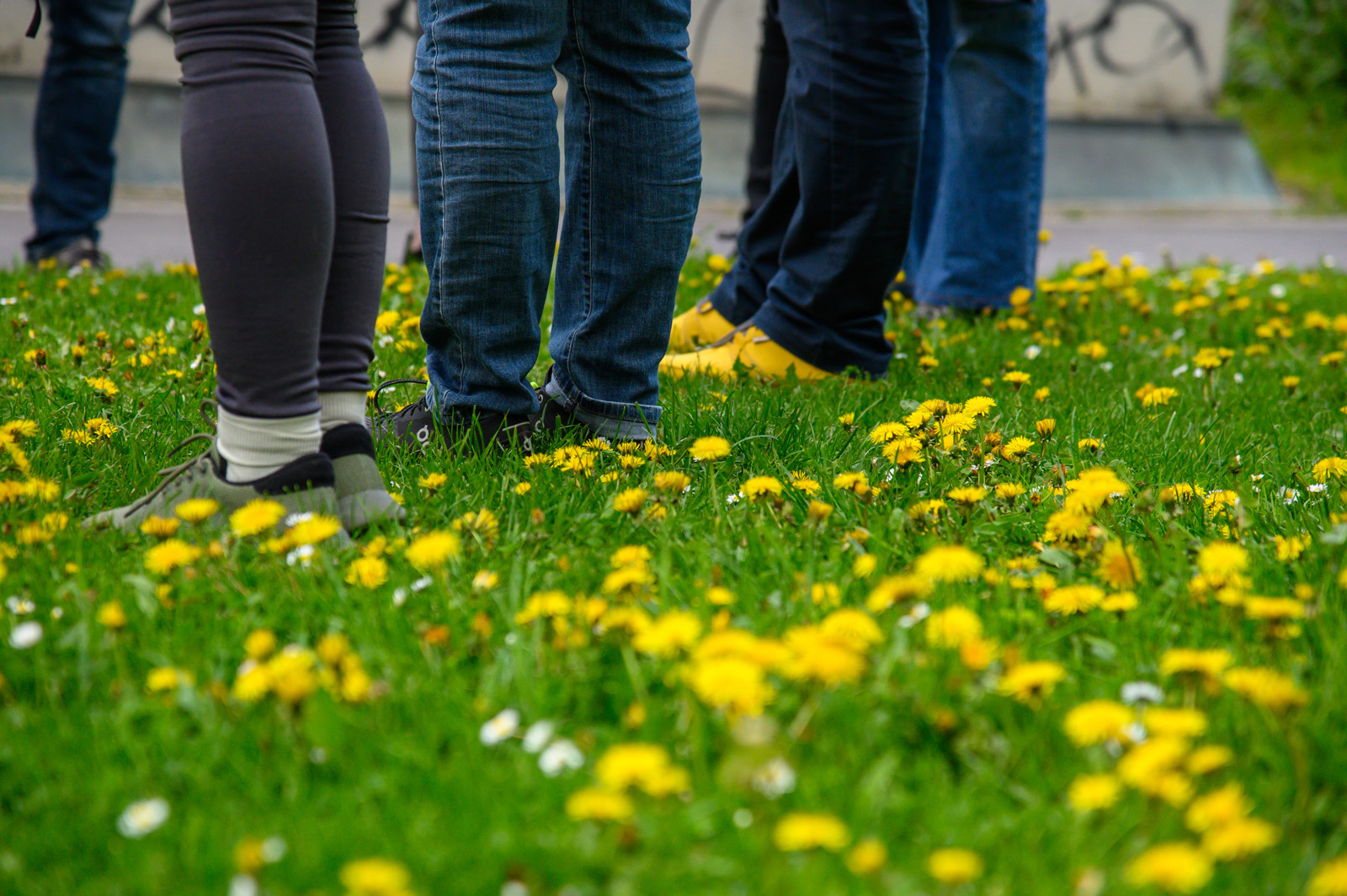 Menschen stehen in Wiese mit Löwenzahn