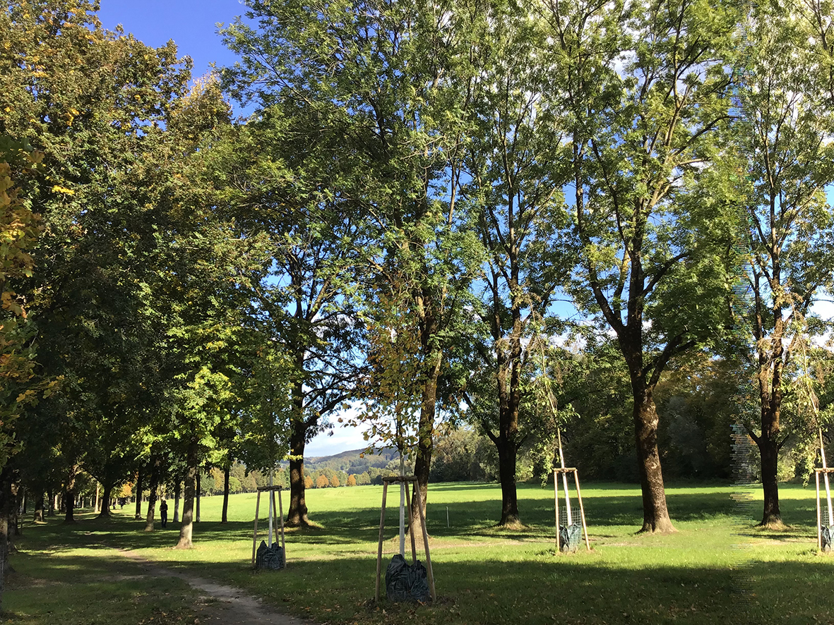 Junge Bäume, die in einem Park angepflanzt sind