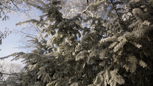 Baum bedeckt von Frost