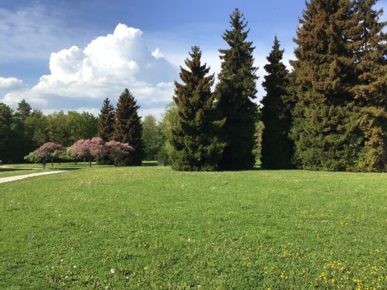 Wasserwald bei Auwiesen